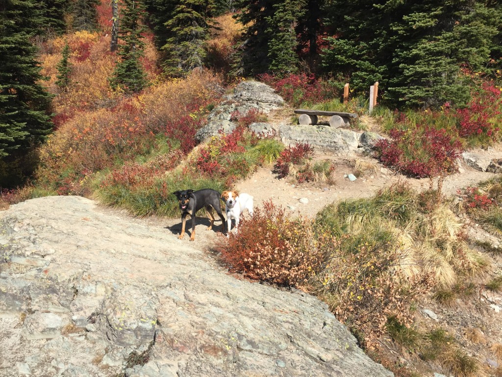 Even the pups enjoyed the vigorous hike