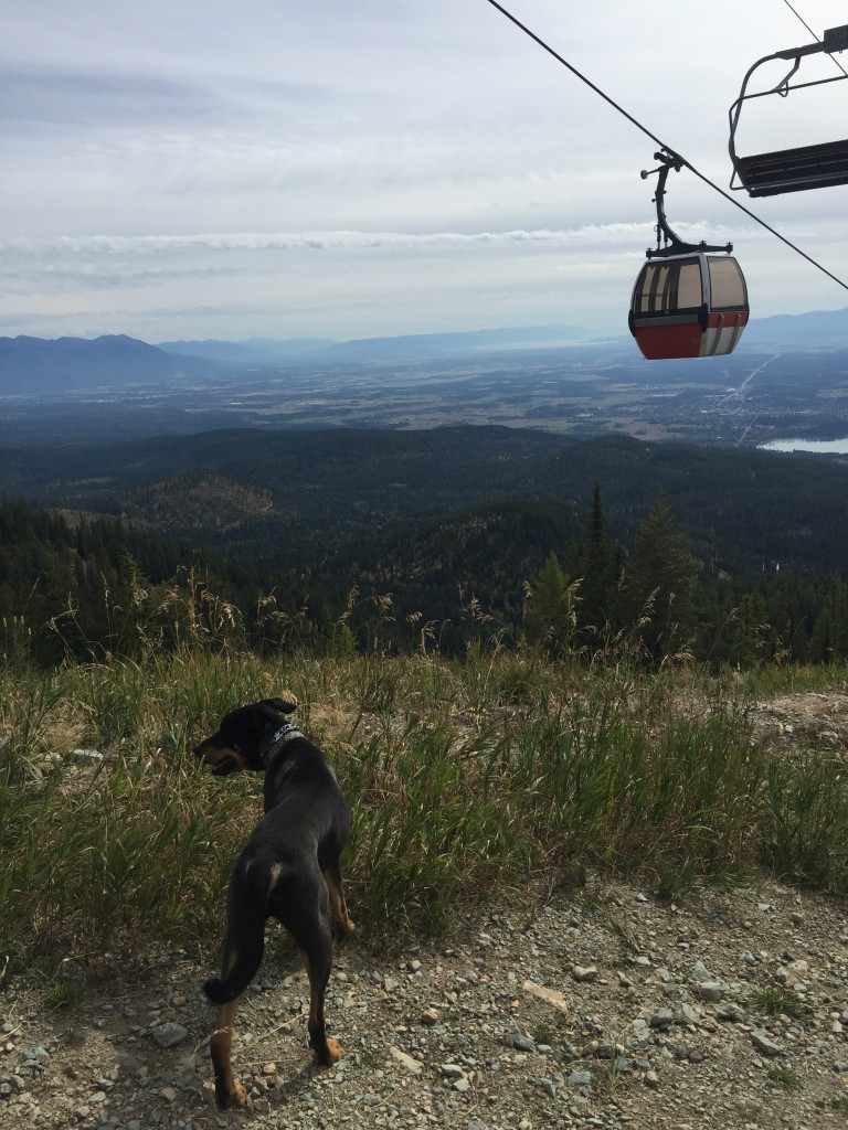 Dobie asked if we could hop in a gondola or chair lift. Sorry bud!