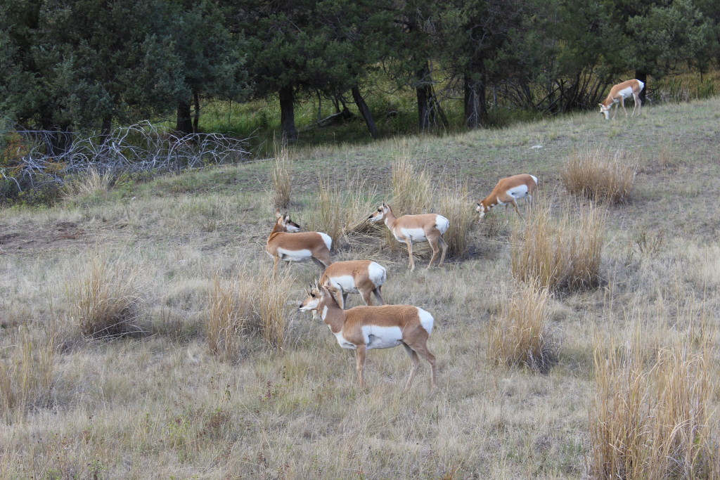 Antelope at the National Bison Range