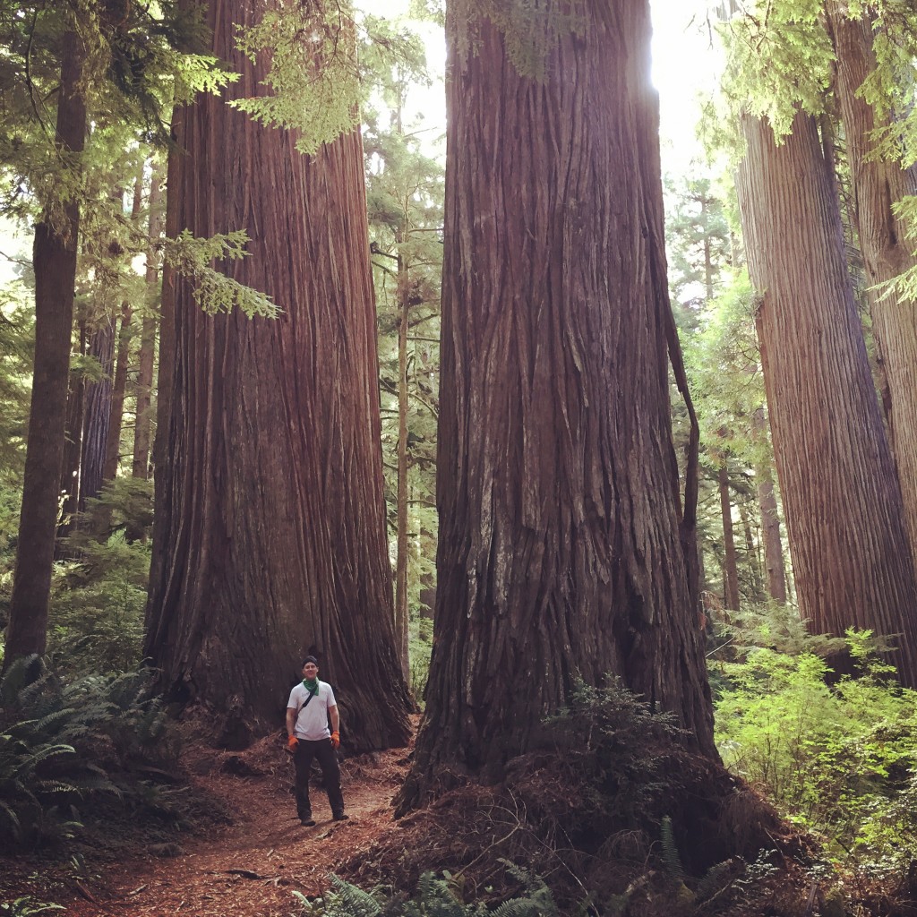 A walk among the Redwoods is a magical and soul stirring experience.
