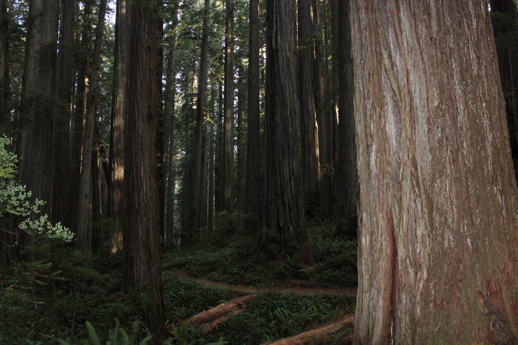 Weaving between each Redwood takes your senses into overload.