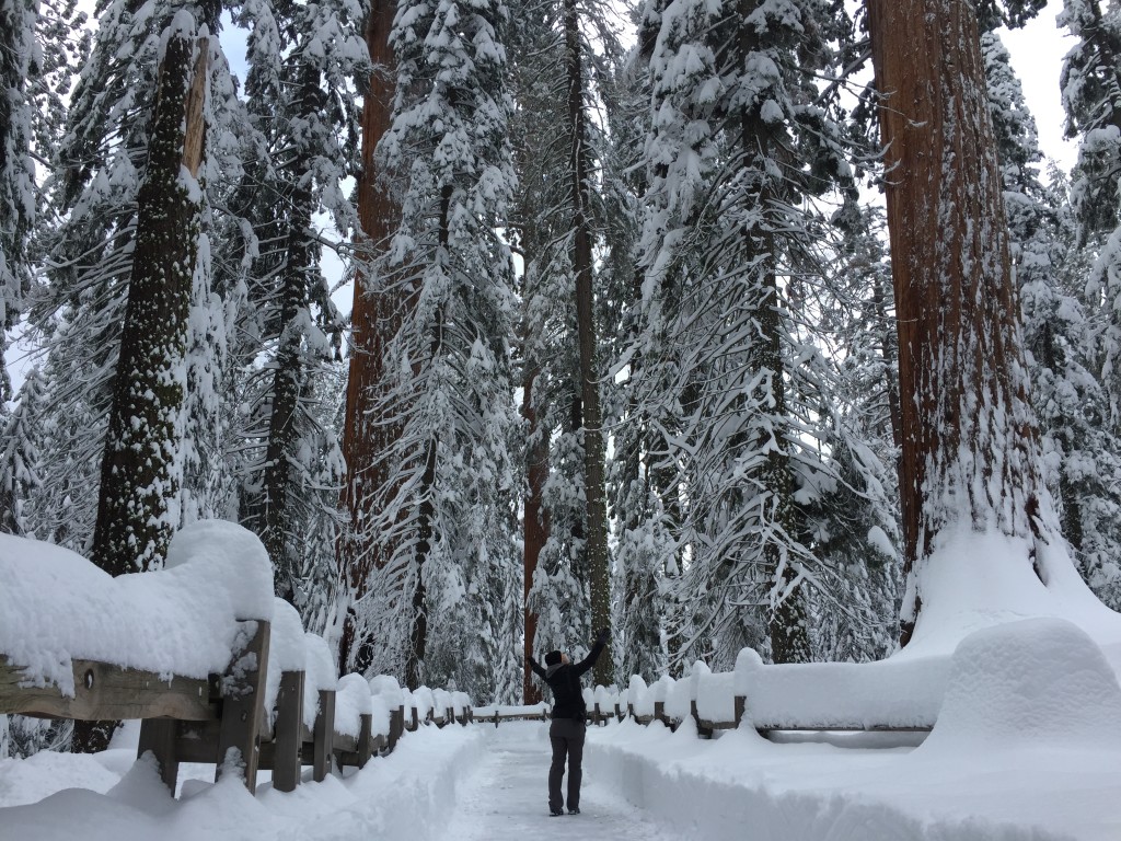 Sometimes you just need a moment to praise the beauty of nature and majesty of Giant Sequoias.