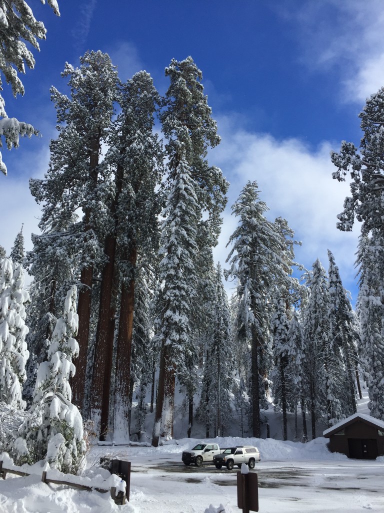 The snow covered Sequoia's towered over us at Grant's Grove.