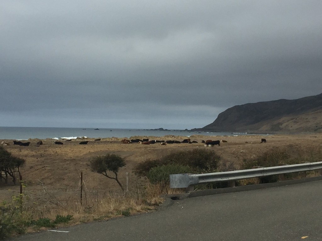 CA cows beach